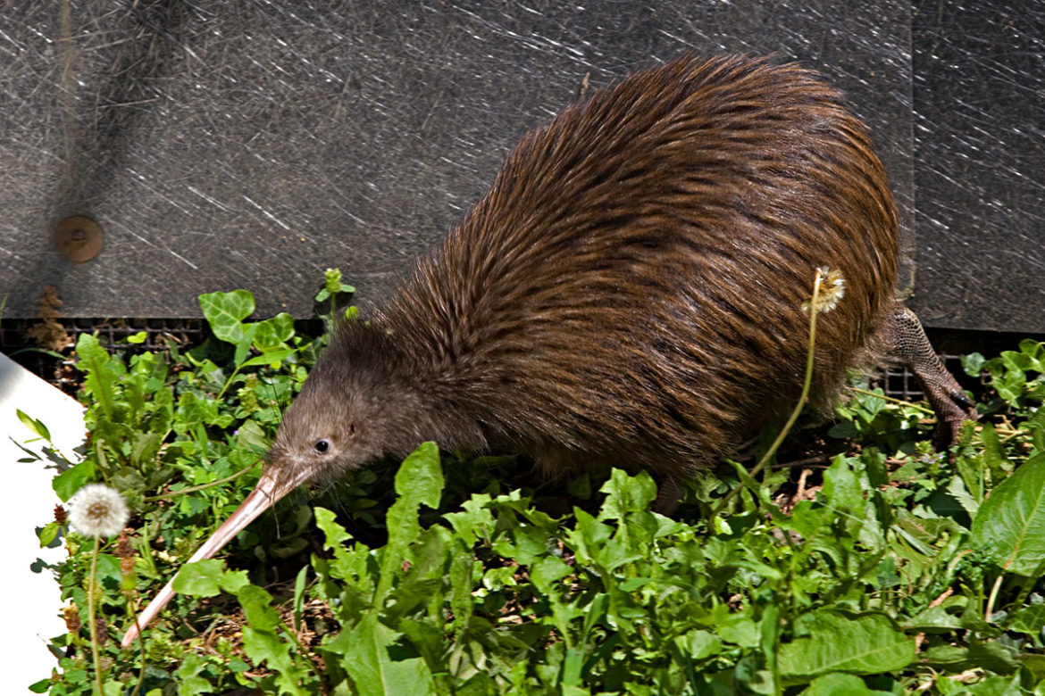 4799996426_52682a3eb1_o_1200 Nouvelle Zélande