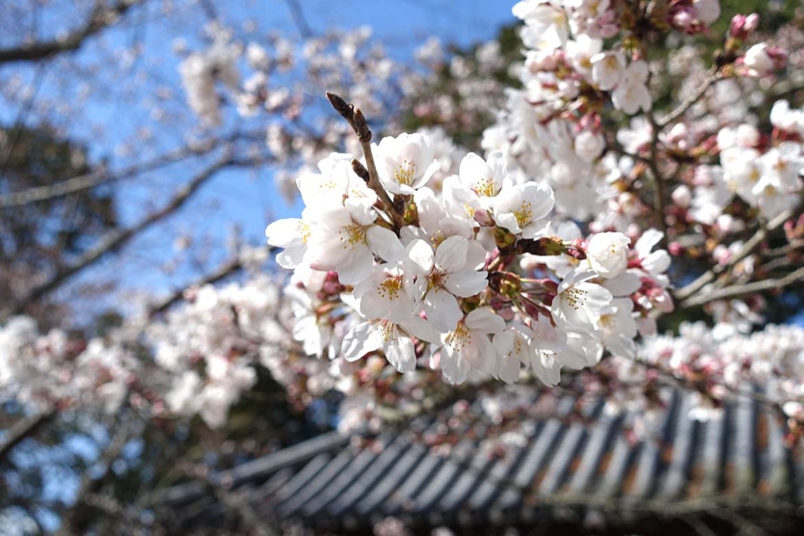 DSC01826 Japon