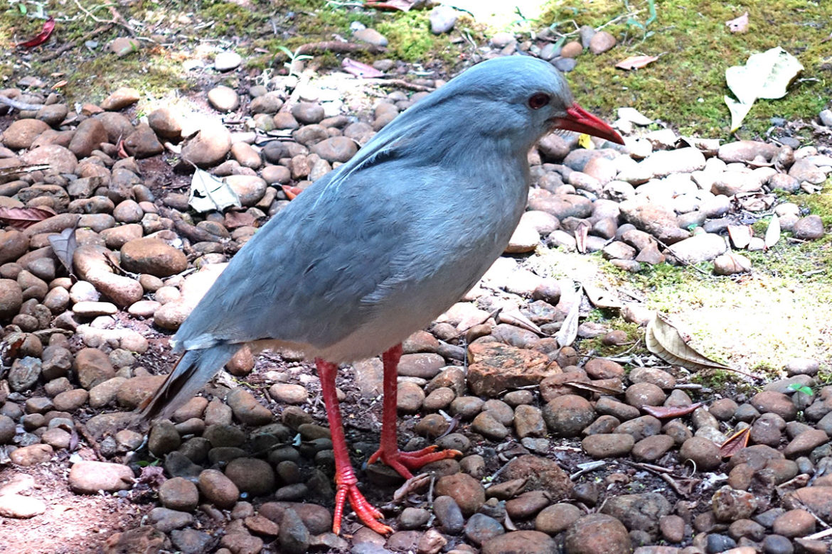 DSC06083_1200 Nouvelle Calédonie